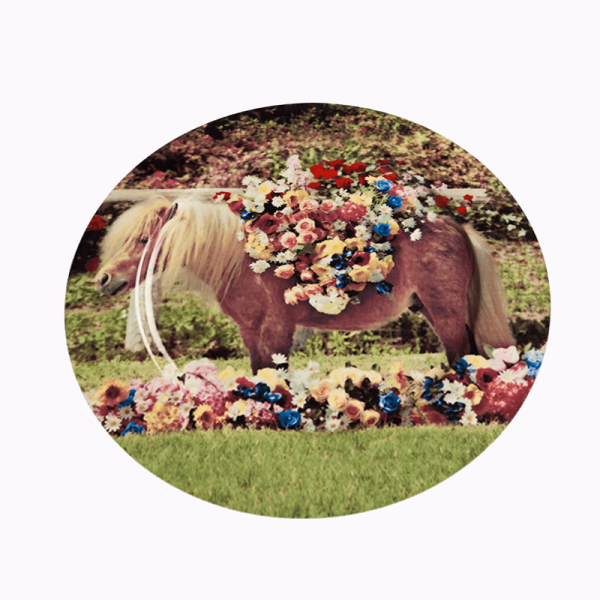 Тарелка Pony